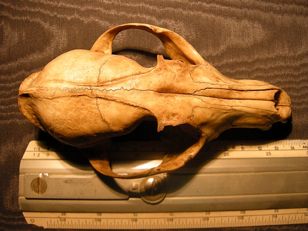Cranio: Volpe